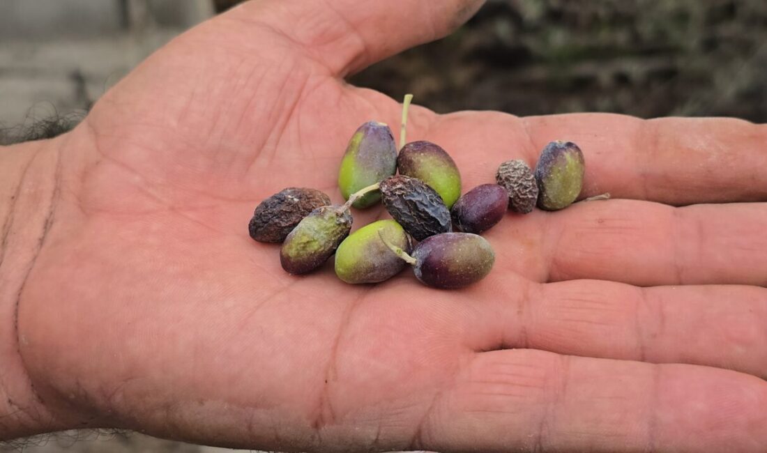 Alican GÜMÜŞ/HATAY, – HATAY’da aromasıyla ünlü halhalı zeytini rekoltesi, kuralık
