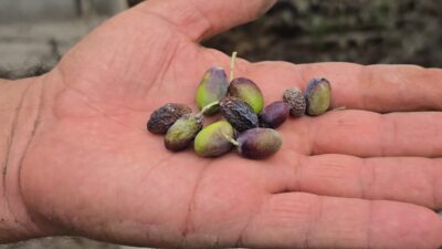 Alican GÜMÜŞ/HATAY, – HATAY’da aromasıyla ünlü halhalı zeytini rekoltesi, kuralık