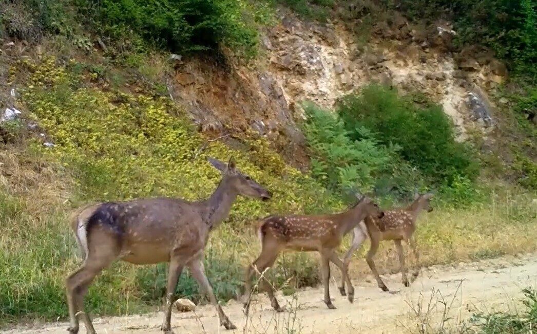 Esra TÜRKER/BURSA, – BURSA’da yaban hayatı görüntülemek için kurulan fotokapanlara,