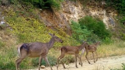 Esra TÜRKER/BURSA, – BURSA’da yaban hayatı görüntülemek için kurulan fotokapanlara,