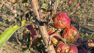 Ali ÇEVİKBAŞ/ISPARTA, – ISPARTA’nın Gelendost ve Eğirdir ilçelerinde 3 gün