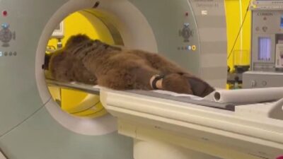 Esra GÜNTEPE – Mehmet ALA / İSTANBUL, -ÇEKMEKÖY’de kaldığı Hayvan