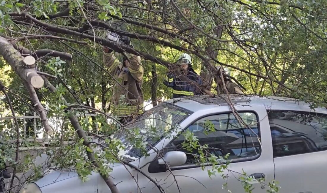 Mert ORDU/İSTANBUL, – KADIKÖY’de yol kenarındaki bir ağaç henüz bilinmeyen