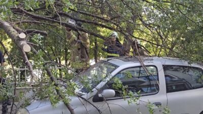 Mert ORDU/İSTANBUL, – KADIKÖY’de yol kenarındaki bir ağaç henüz bilinmeyen