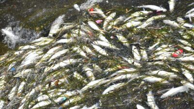 Kadir ÖZEN/İZMİR, – İZMİR’de geçen yıl körfezdeki kirliliğe bağlı oluşan