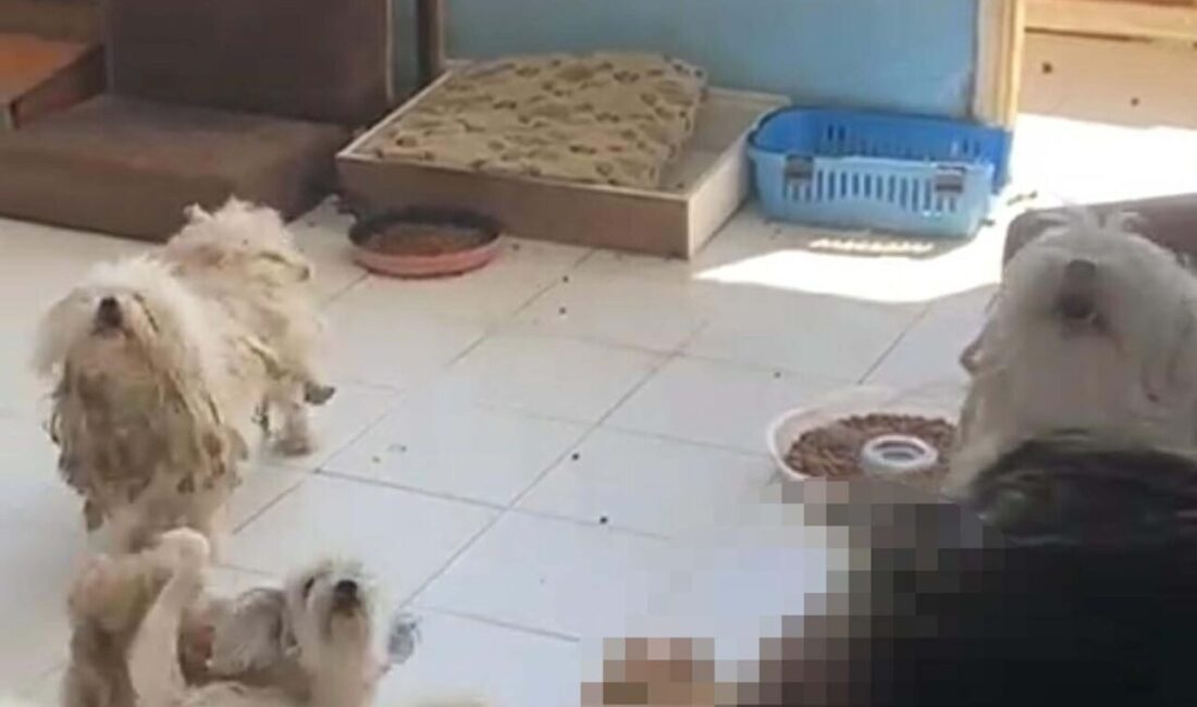 Kadir ÖZEN/ İZMİR, – İZMİR’in Bayraklı ilçesinde, 20 köpeği sağlıksız