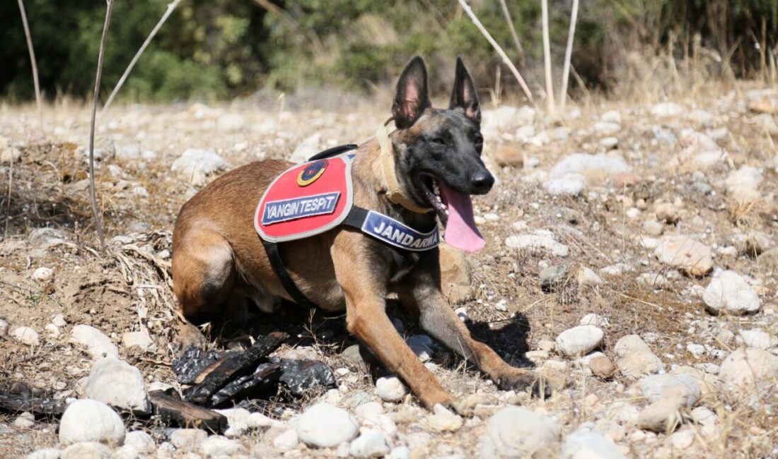 Mehmet ÇINAR- İrem GÜNEYBAZ/ANTALYA, – ANTALYA İl Jandarma Komutanlığı bünyesinde