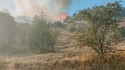 Murat ÖZELCİ/ OVACIK(Karabük), – KARABÜK’ün Ovacık ilçesinde otluk alanda çıkan