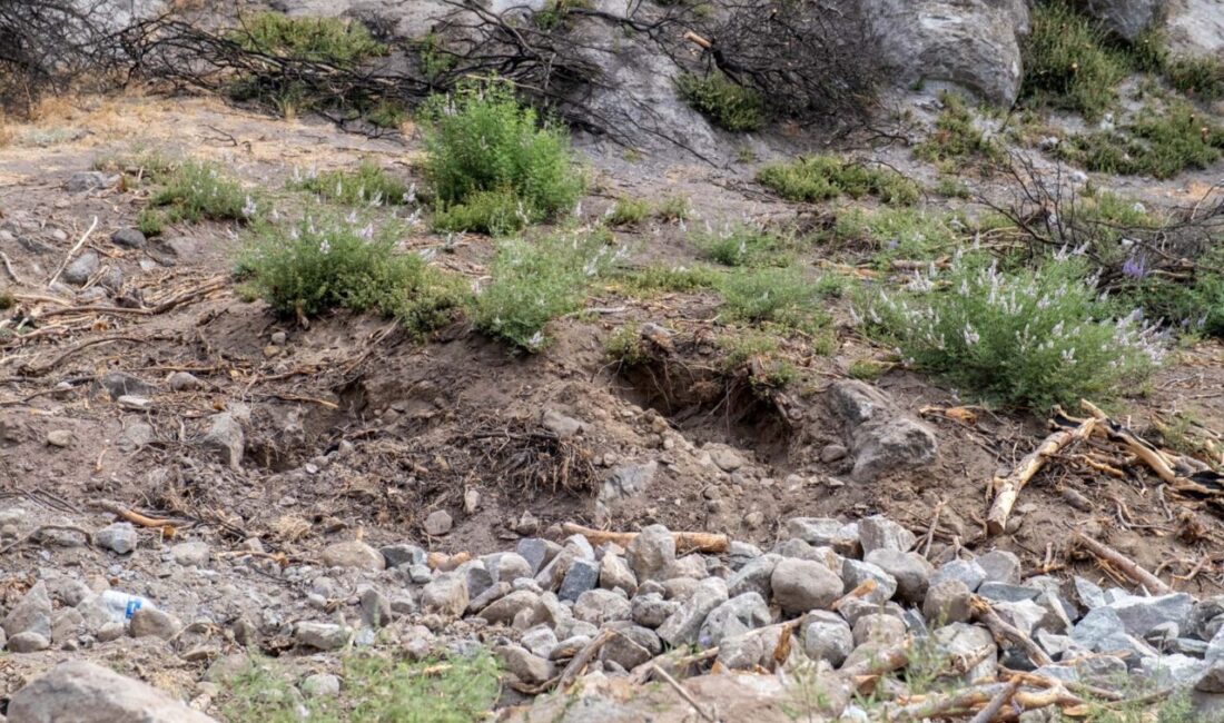 Kadir ÖZEN/İZMİR, -İZMİR’in Karşıyaka ilçesindeki Yamanlar Dağı’nda çıkan ve 2