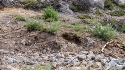 Kadir ÖZEN/İZMİR, -İZMİR’in Karşıyaka ilçesindeki Yamanlar Dağı’nda çıkan ve 2