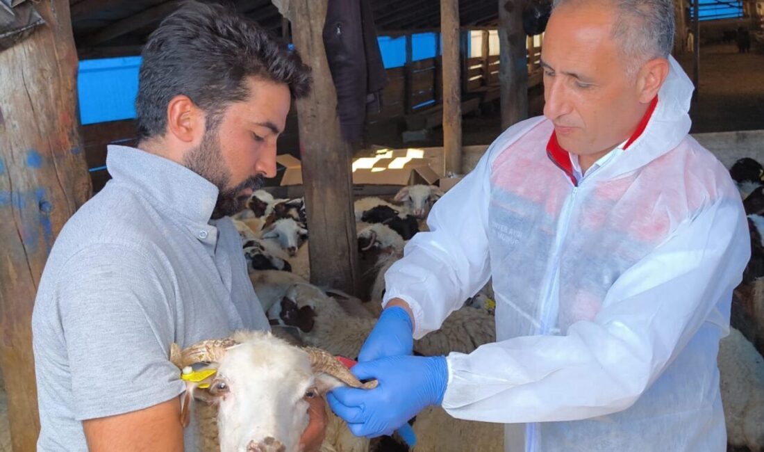 Volkan KARABAĞ/KARS, – KARS’ta Tarım ve Orman Müdürlüğü ekipleri, yaklaşık