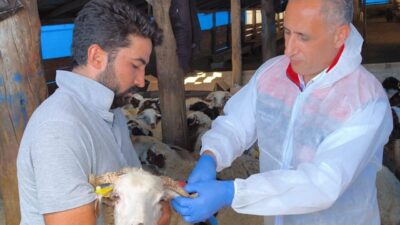 Volkan KARABAĞ/KARS, – KARS’ta Tarım ve Orman Müdürlüğü ekipleri, yaklaşık