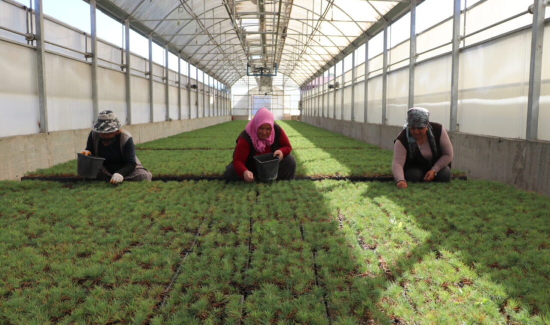 Samed Aydın SUN/KAYSERİ, – KAYSERİ’nin Kocasinan ilçesindeki Orman Fidanlık Şefliği’nde