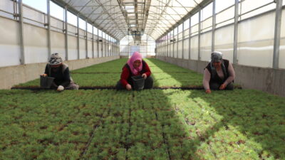 Samed Aydın SUN/KAYSERİ, – KAYSERİ’nin Kocasinan ilçesindeki Orman Fidanlık Şefliği’nde