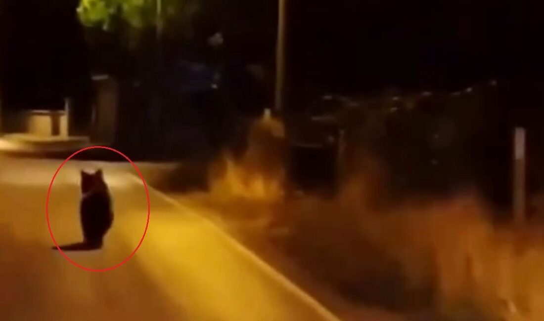 Zehra BAYKAL/YALOVA, -YALOVA’nın Çınarcık ilçesinde köy yoluna inen ayı, otomobilden