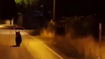 Zehra BAYKAL/YALOVA, -YALOVA’nın Çınarcık ilçesinde köy yoluna inen ayı, otomobilden