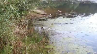 Oğuzhan EKE/GÖYNÜK (Bolu), – BOLU’nun Göynük ilçesindeki Çubuk Gölü’ndeki çöpler,