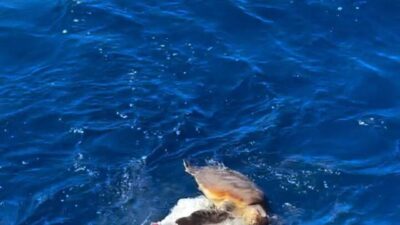 İTALYA, – KÜRESEL Sumud Filosu’nun, seyir halindeyken karşılaştıkları, denizdeki plastik