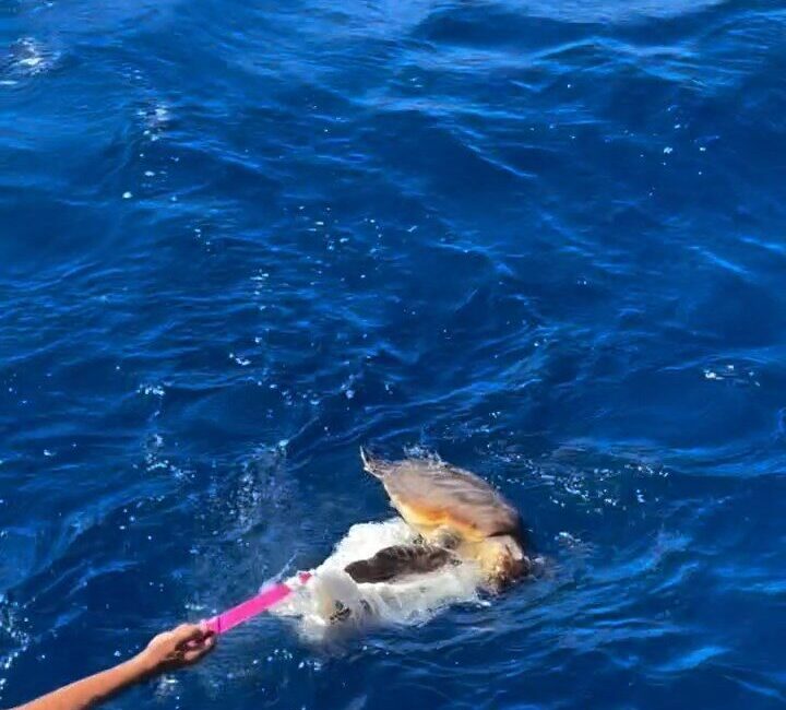 Küresel Sumud Filosu, plastik atıklara takılmış Caretta’yı kurtardı İTALYA, – KÜRESEL Sumud Filosu’nun, seyir halindeyken karşılaştıkları, denizdeki plastik
