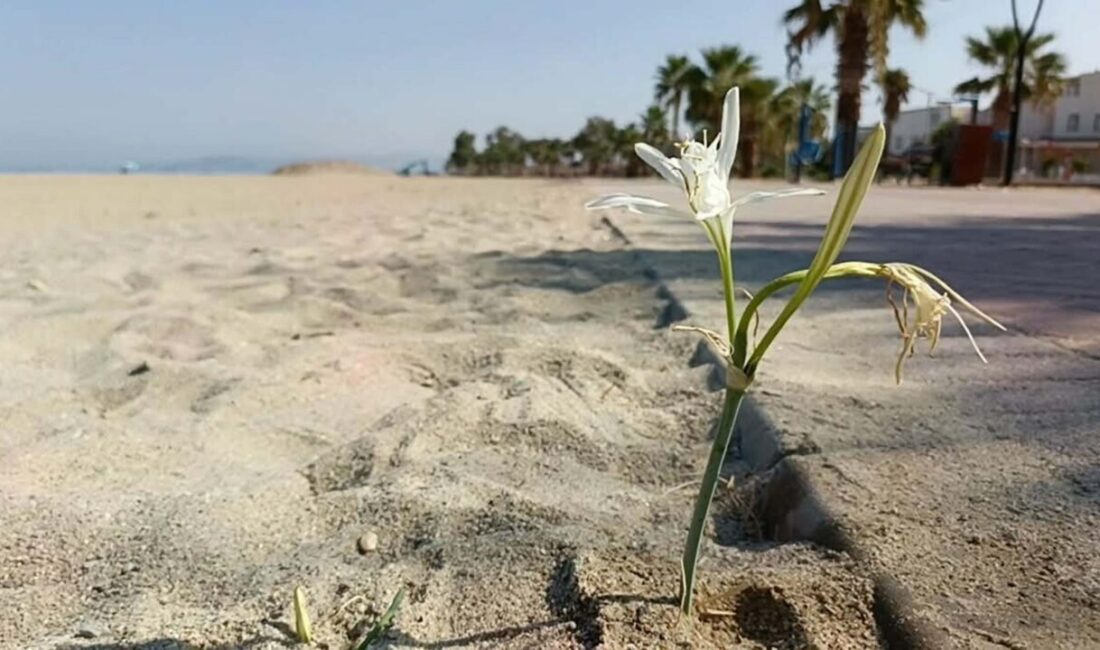 Oğuzhan BOYSAN/KUŞADASI (Aydın), – AYDIN’ın Kuşadası ilçesinde, Latince adı ‘Pancratium