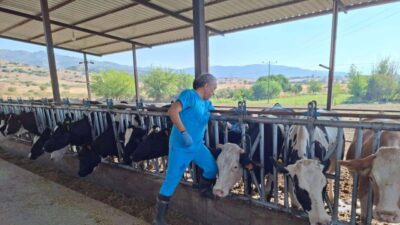 Melek FIRAT/AYDIN, – AYDIN’ın Kuyucak ve Nazilli ilçelerinde şap hastalığı