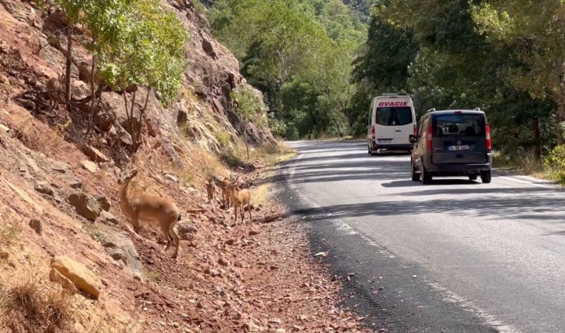 Serhat Ozan YILDIRIM/TUNCELİ, – TUNCELİ’de 42 bin hektarlık Munzur Vadisi