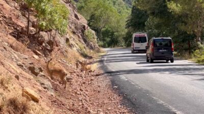 Serhat Ozan YILDIRIM/TUNCELİ, – TUNCELİ’de 42 bin hektarlık Munzur Vadisi