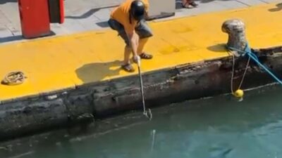 Fırat AKAY/ BODRUM (Muğla), – MUĞLA’nın Bodrum ilçesinde, nesli tükenme