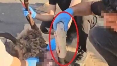 Gıyasettin TETİK-Seyfettin EKEN/DİYARBAKIR, – DİYARBAKIR’da narkotik polisinin düzenlediği operasyonda, küçükbaş