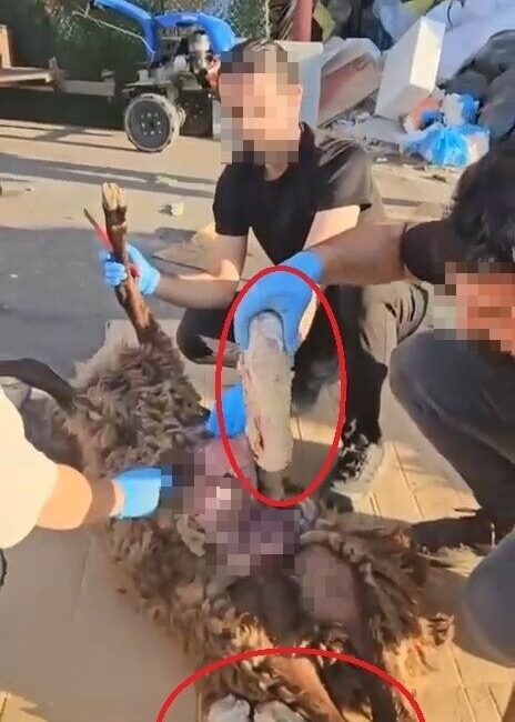 Gıyasettin TETİK-Seyfettin EKEN/DİYARBAKIR, – DİYARBAKIR’da narkotik polisinin düzenlediği operasyonda, küçükbaş
