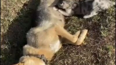 Ayhan ACAR/ULUS (Bartın), – BARTIN’ın Ulus ilçesinde Kumluca Orman İşletme