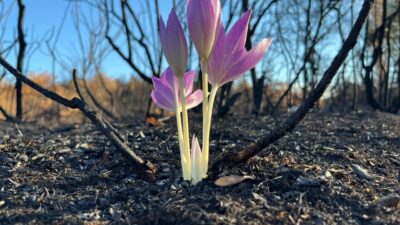 Mine AK/YENİŞEHİR (Bursa), -BURSA’nın Yenişehir ilçesinde çıkan ve yaklaşık 100