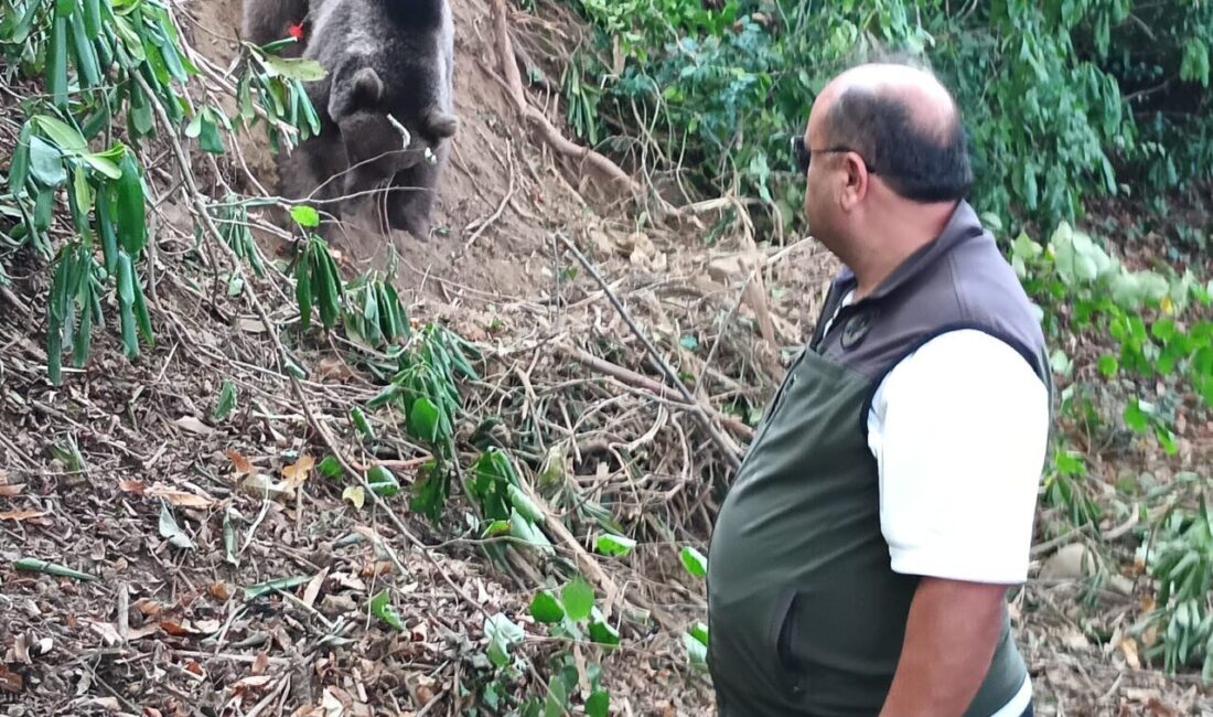 Sinan KABATEPE/ EREĞLİ(Zonguldak), – ZONGULDAK’ın Ereğli ilçesinde tuzağa takılan ayı,