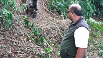 Sinan KABATEPE/ EREĞLİ(Zonguldak), – ZONGULDAK’ın Ereğli ilçesinde tuzağa takılan ayı,