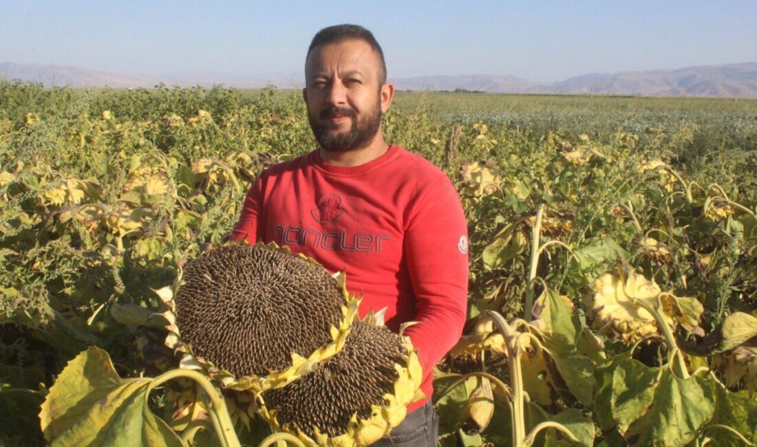 Metin DEĞİRMENCİ/YEŞİLHİSAR (Kayseri), – KAYSERİ’nin Yeşilhisar ilçesinde ayçiçeği hasadı başladı.