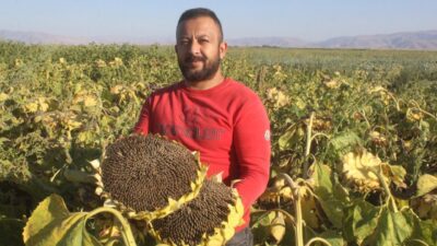 Metin DEĞİRMENCİ/YEŞİLHİSAR (Kayseri), – KAYSERİ’nin Yeşilhisar ilçesinde ayçiçeği hasadı başladı.