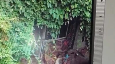 Emre ÖNCEL/SAMSUN, – SAMSUN’un Salıpazarı ilçesinde evlerinin bahçesinde koltuğun üzerine