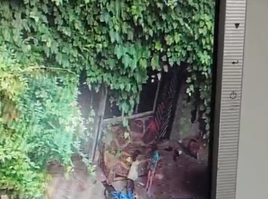 Emre ÖNCEL/SAMSUN, – SAMSUN’un Salıpazarı ilçesinde evlerinin bahçesinde koltuğun üzerine
