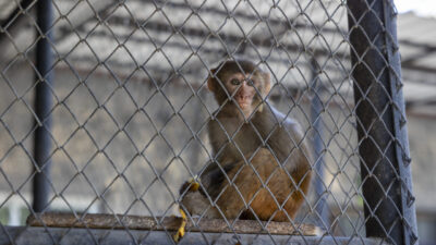 MERSİN, – HATAY’da sahibinden kötü muamele gördüğü gerekçesiyle Doğa Koruma