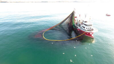 Murat SANDIKÇI/SİNOP, – SİNOP’ta 1 Eylül itibarıyla av yasağının kalkmasının
