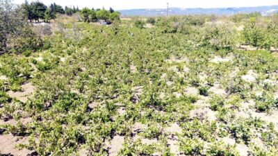 Mehmet YİRUN-Nuri ÇAĞLAR/ŞARKÖY (Tekirdağ), – TEKİRDAĞ’ın önemli üzüm üretim merkezlerinden