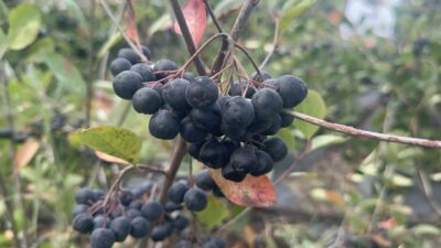 Zehra BAYKAL/ YALOVA, – YALOVA’nın coğrafi işaretli tarım ürünlerinden biri