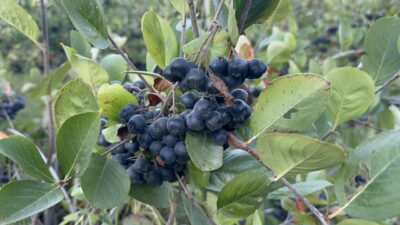 Zehra BAYKAL/YALOVA, – YALOVA’nın coğrafi işaretli tarım ürünlerinden biri olan