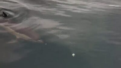 Ayhan ACAR/BARTIN, – BARTIN’da denize açılan balıkçılar, yanlarına yaklaşan yunusu