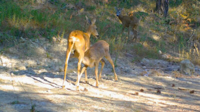 Murat ÖZELCİ/ SAFRANBOLU (Karabük), – KARABÜK’ün Safranbolu ilçesinde doğa tutkunu