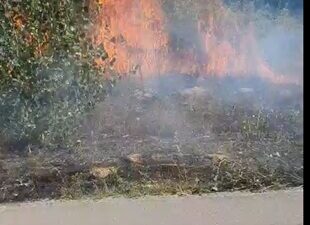 Mutlu YUCA/BOLU, – BOLU’da yol kenarındaki ağaçlık alanda 1 kilometre