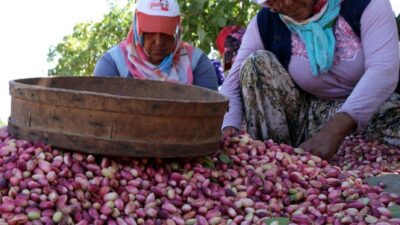 Kadir GÜNEŞ-Ahmet ATMACA/GAZİANTEP, – GÜNEYDOĞU Anadolu Bölgesi’nde ’yeşil altın’ olarak
