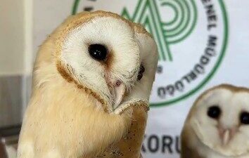 ANKARA, – DİYARBAKIR’da bir yuvada annesiz ve bitkin halde bulunan