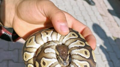 ANKARA, – KONYA’da emniyet güçlerinin asayiş kontrolünde bir kişinin cebinden