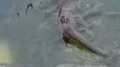 Altunay TUGA/İSTANBUL, -KÜÇÜKÇEKMECE’de Menekşe Deresi’nde nesli tükenme tehlikesi altında bulunan